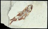Bargain Cretaceous Fossil Fish - Lebanon #70018-1